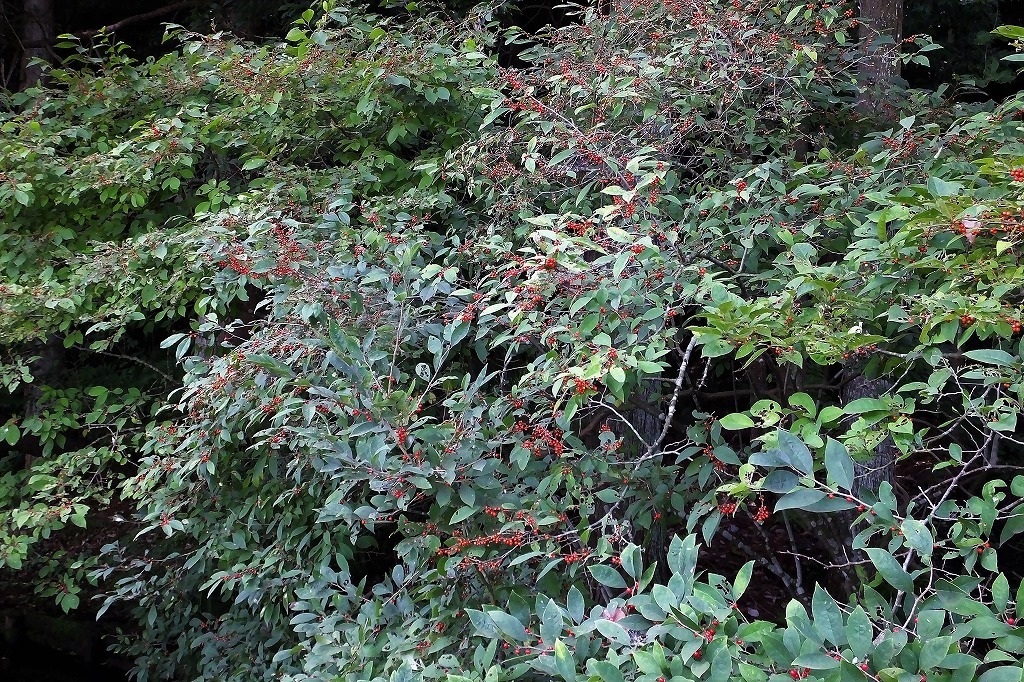 b0236251_11121390.jpg