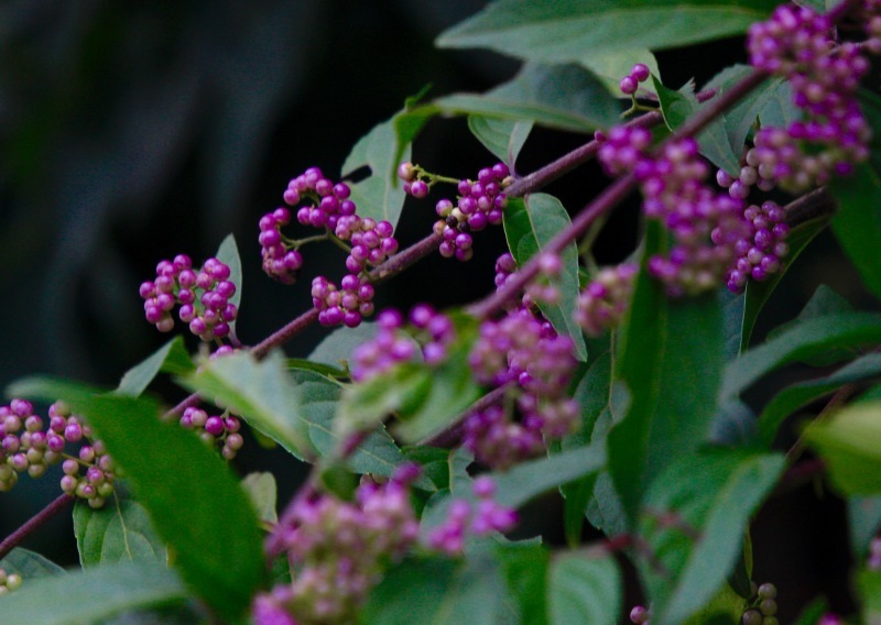 a0248459_14280118.jpg