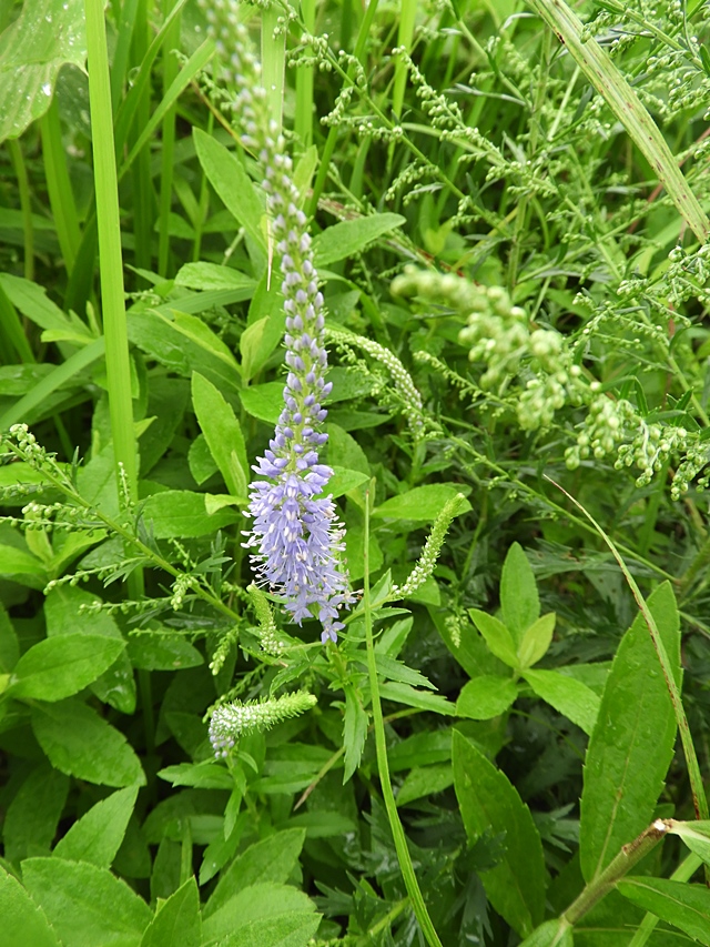 f0357487_1619935.jpg