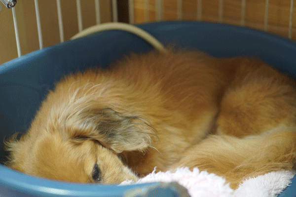 b0290297_16423763.gif