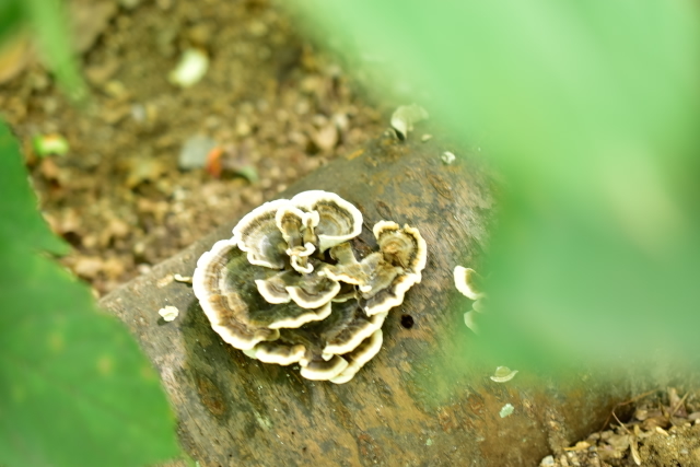 d0363399_17302956.jpg