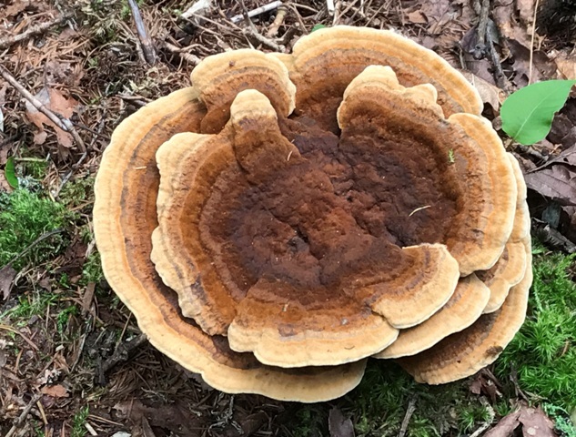 e0146907_14322859.jpg