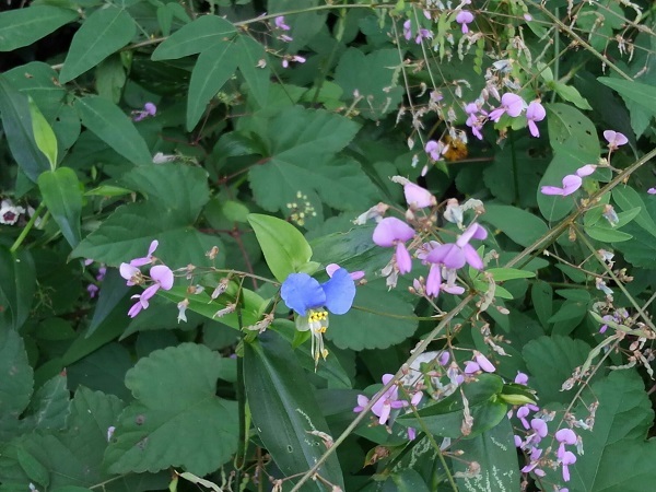 e0360409_16182914.jpg