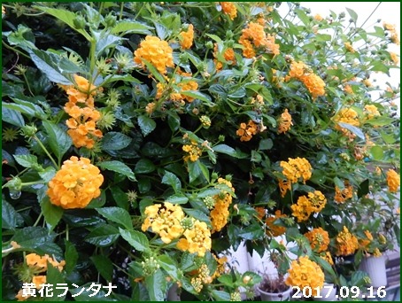 e0033229_18322777.jpg