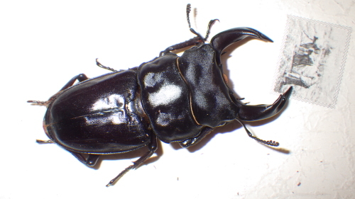 c0337631_15111482.jpg