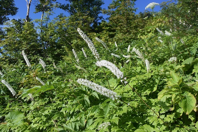 b0341133_11131256.jpg