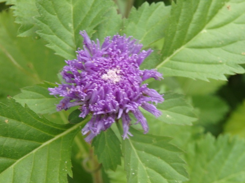 a0054240_19591075.jpg