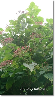 c0129250_22173331.jpg