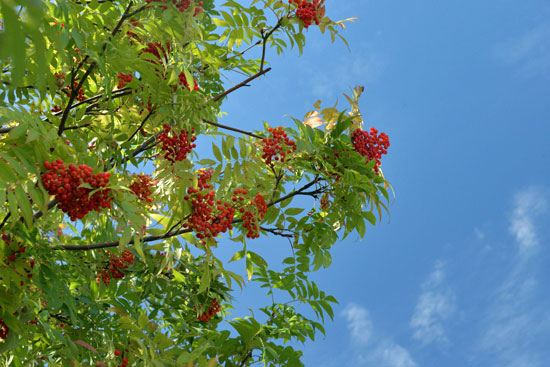 b0016557_9452397.jpg