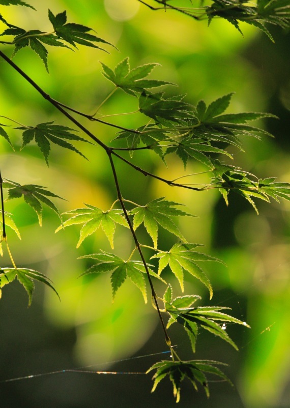 a0248459_15023858.jpg
