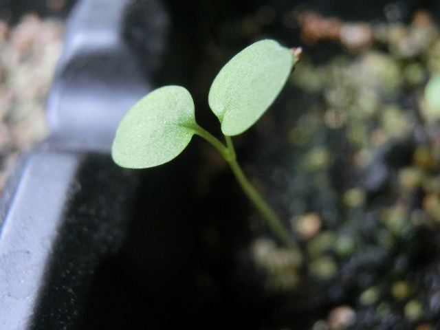 c0328559_14232629.jpg