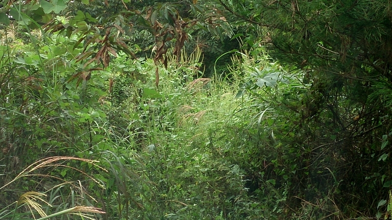 d0132880_23471511.jpg