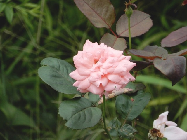 e0025300_18175063.jpg