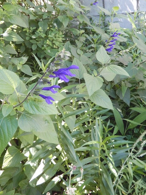 e0025300_1819572.jpg