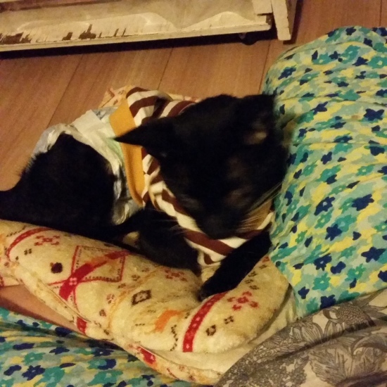 e0144012_20150473.jpg