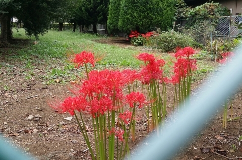 b0345420_01164567.jpg