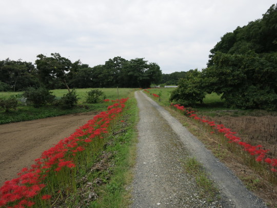 b0144174_19574652.jpg