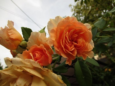a0053480_06545395.jpg