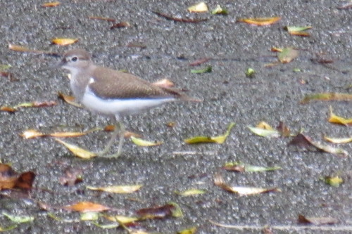 c0204385_20355684.jpg