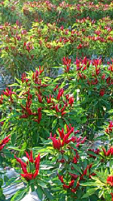 b0028109_21564047.jpg