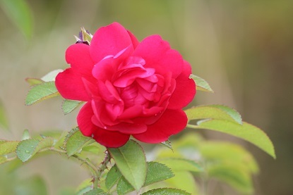 f0325309_17111454.jpg