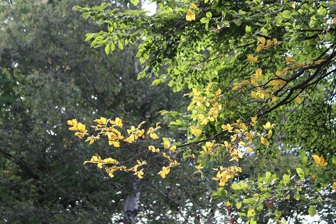 f0325309_17113493.jpg