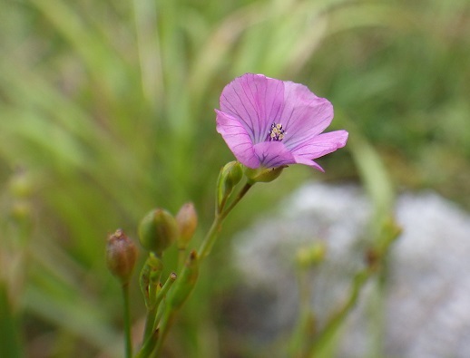 e0164643_21471728.jpg