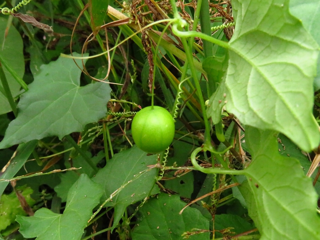 a0018655_14582639.jpg