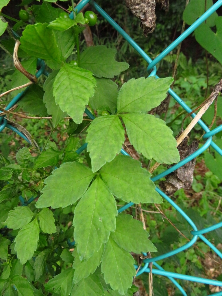 a0018655_14584382.jpg