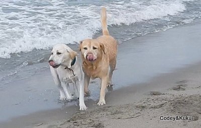 にほんブログ村 犬ブログ ラブラドールへ