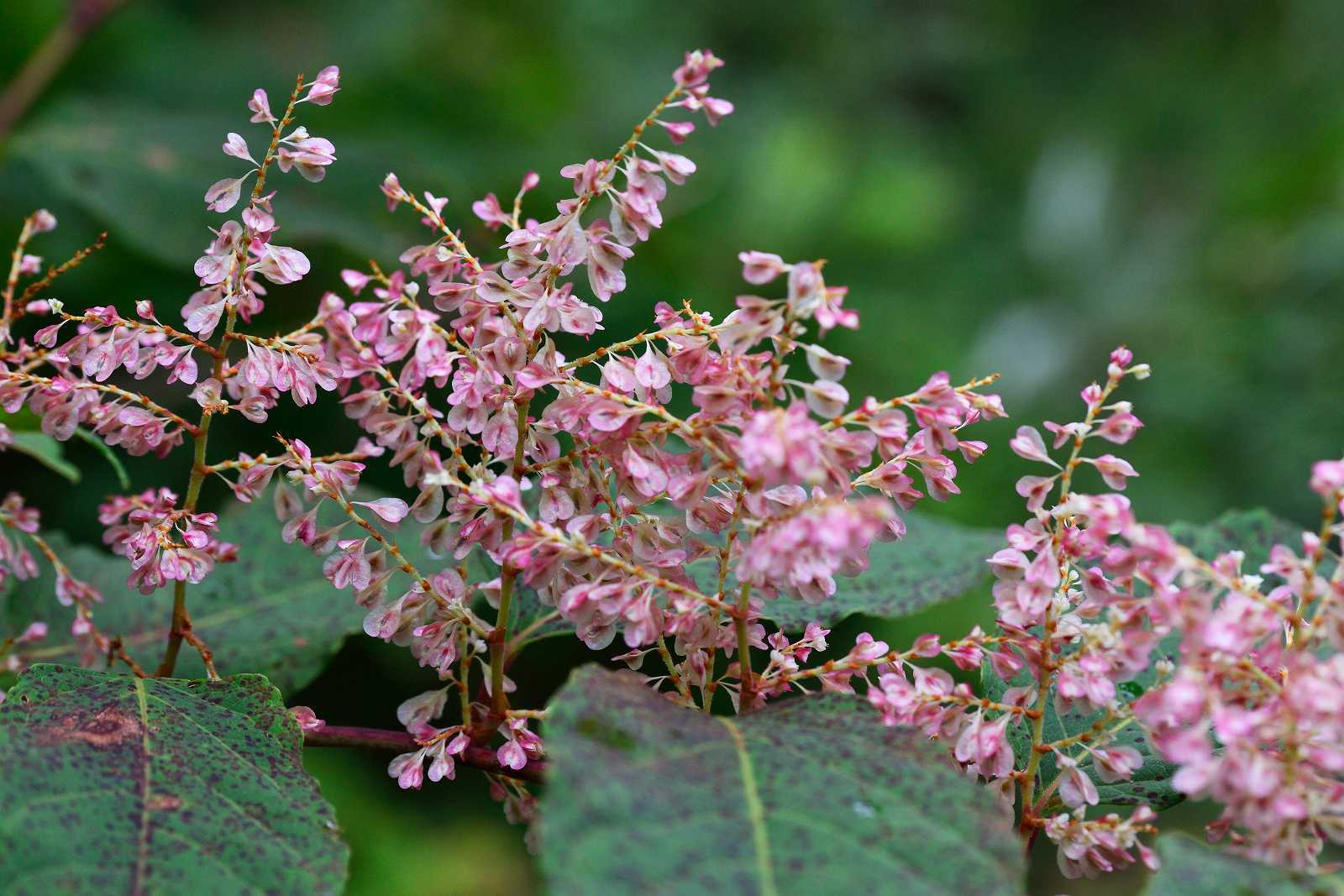 d0328977_20292066.jpg
