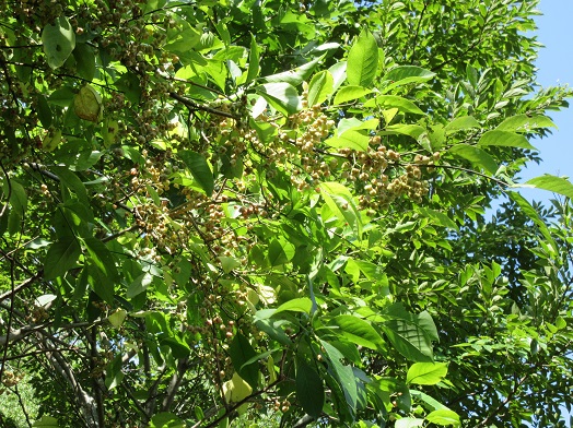 e0245404_214025.jpg
