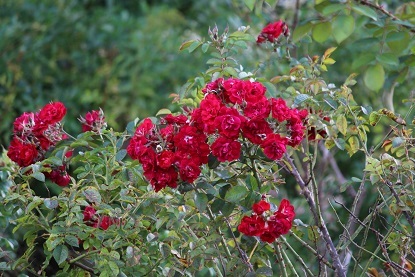 f0325309_19031221.jpg