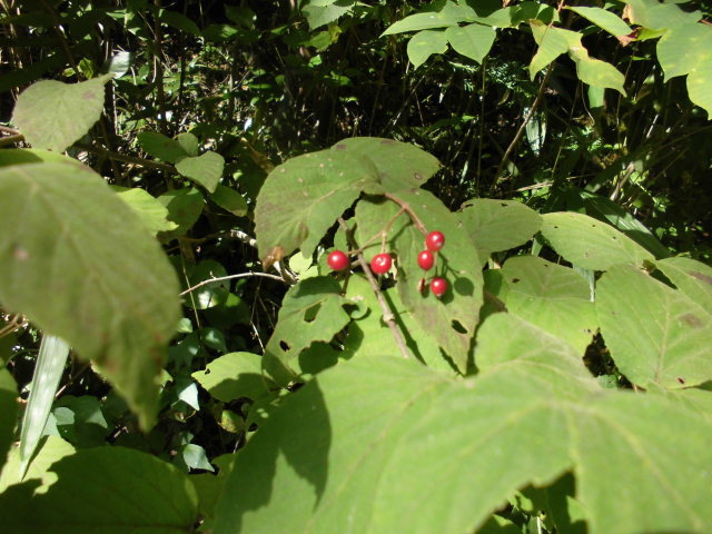 b0181818_10544025.jpg