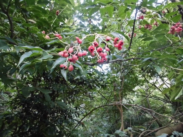 b0181818_10553787.jpg
