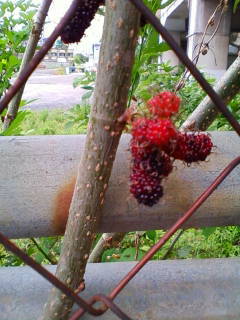 c0074721_17391810.jpg