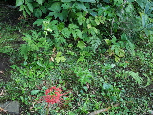 e0016828_09384098.jpg