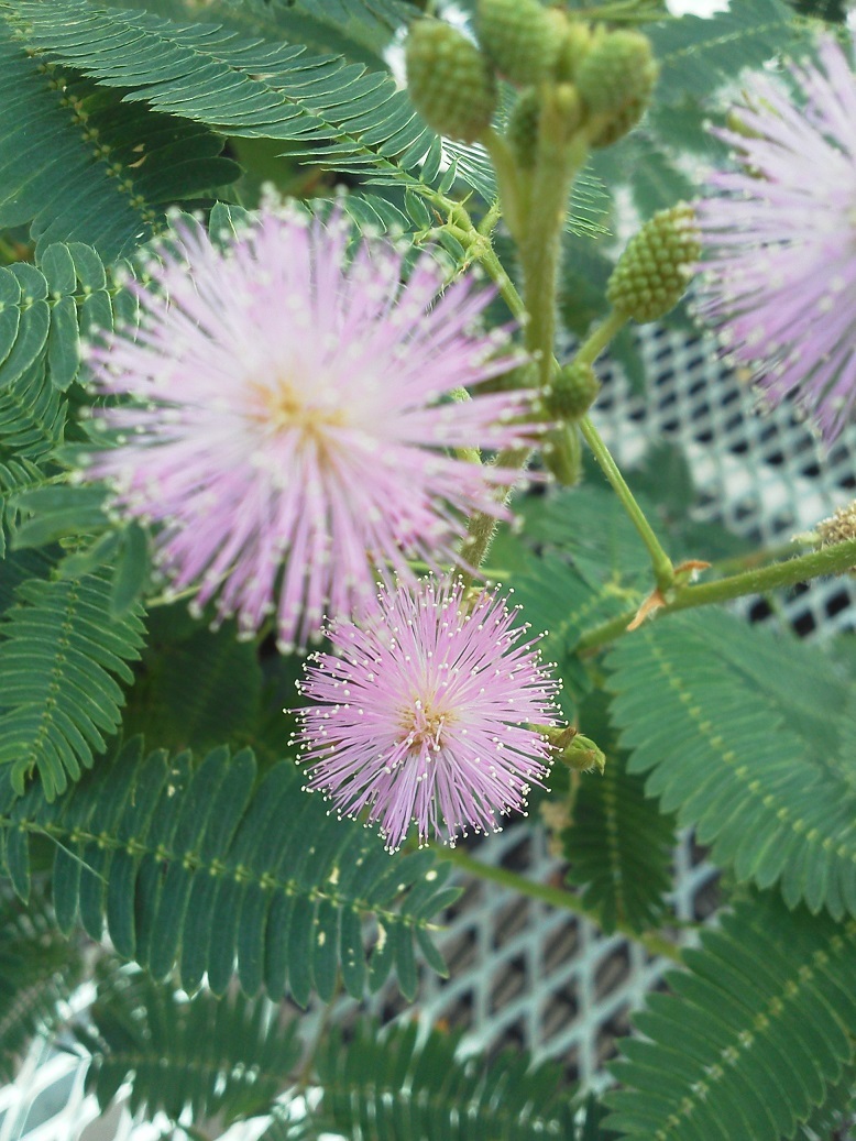 d0341732_17553963.jpg