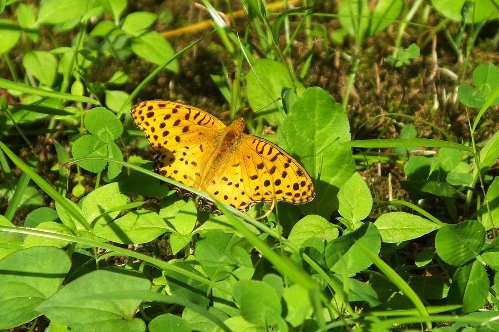 b0236251_14353378.jpg