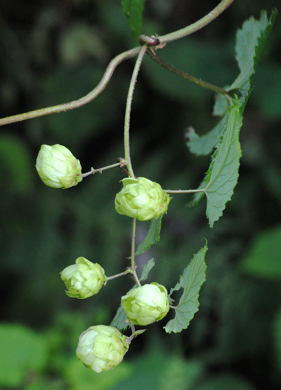 a0001354_20114679.gif