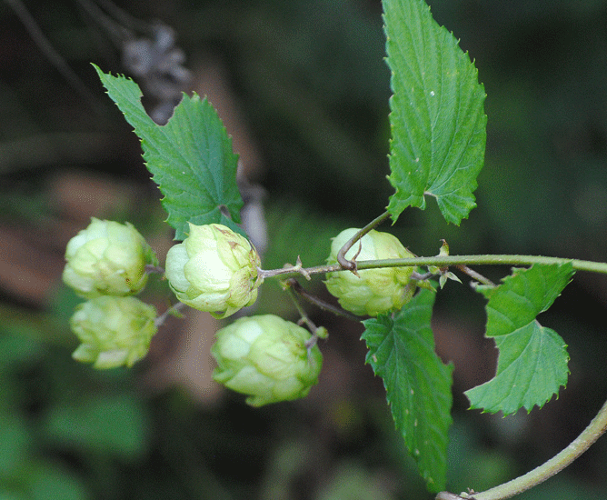 a0001354_20120201.gif