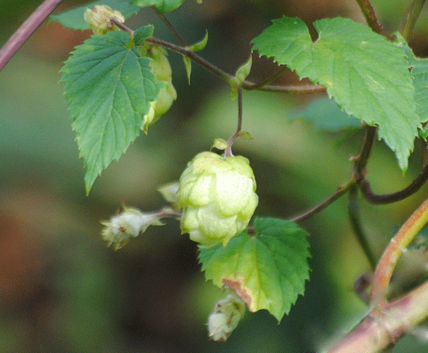 a0001354_20121428.gif