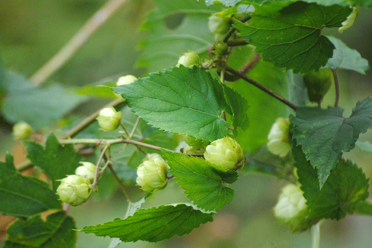 a0001354_20122658.gif