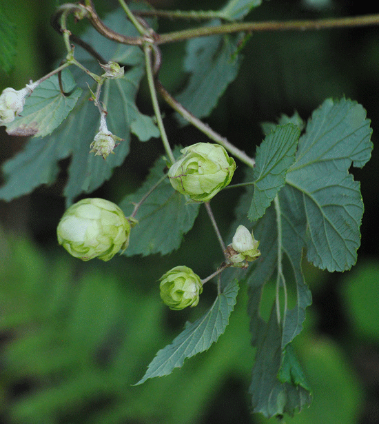 a0001354_20123926.gif