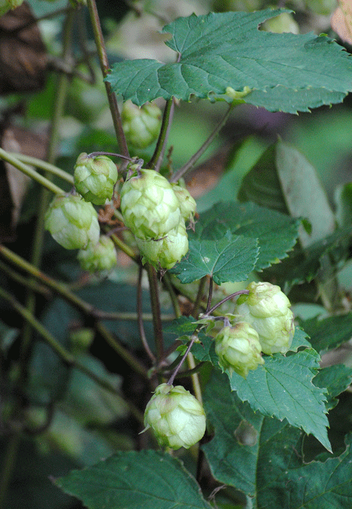 a0001354_20124832.gif