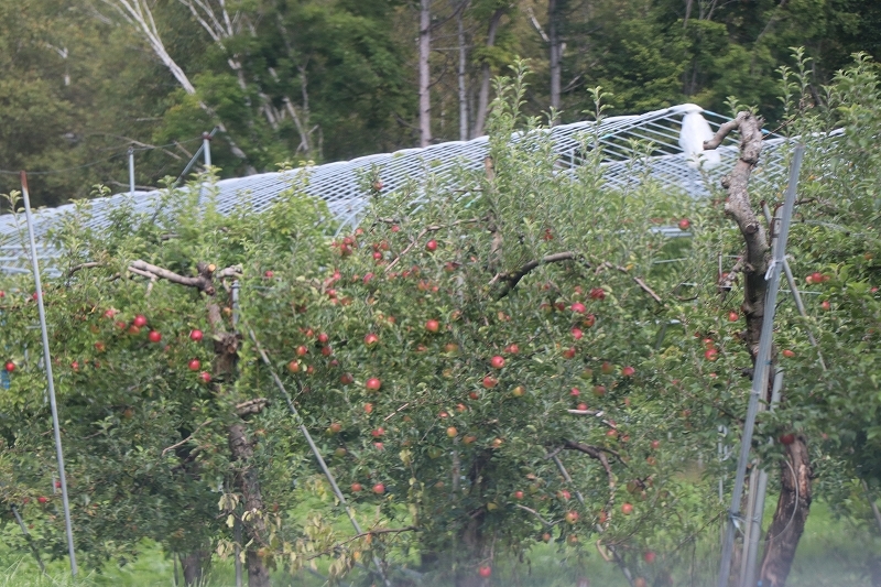 b0250154_20141397.jpg