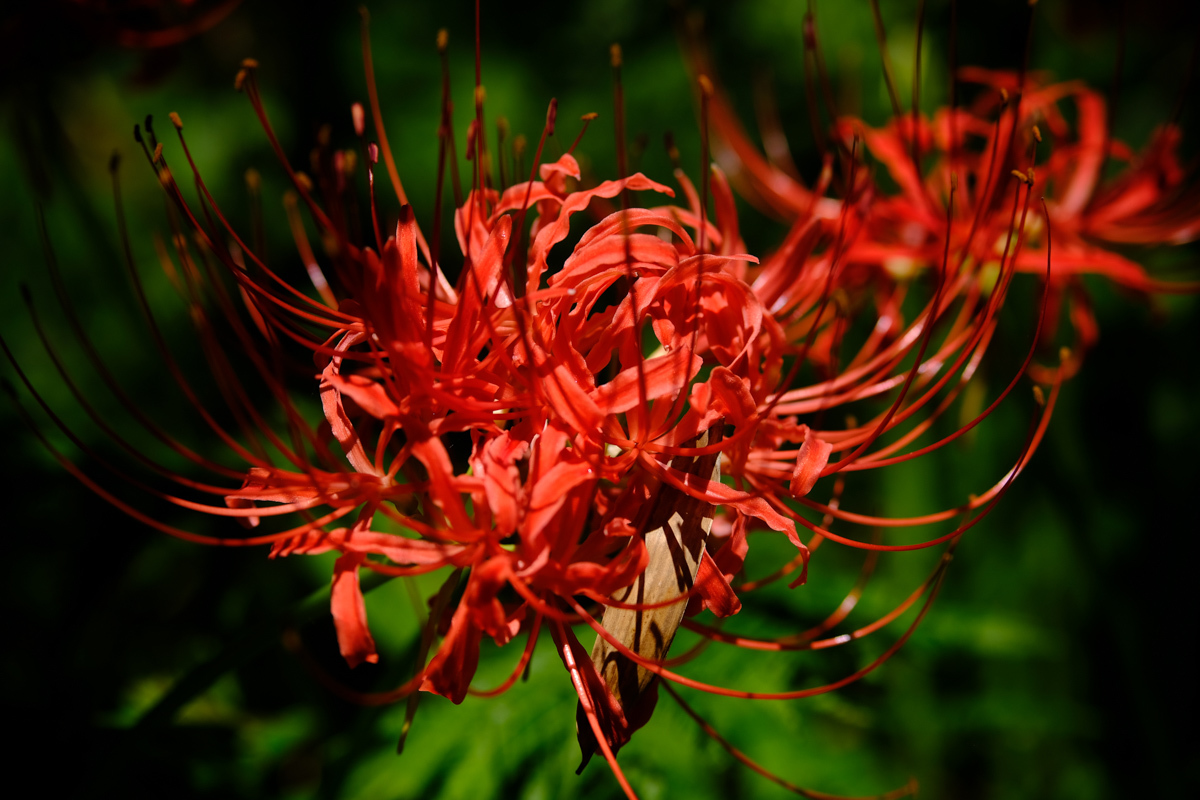 c0084666_12255741.jpg