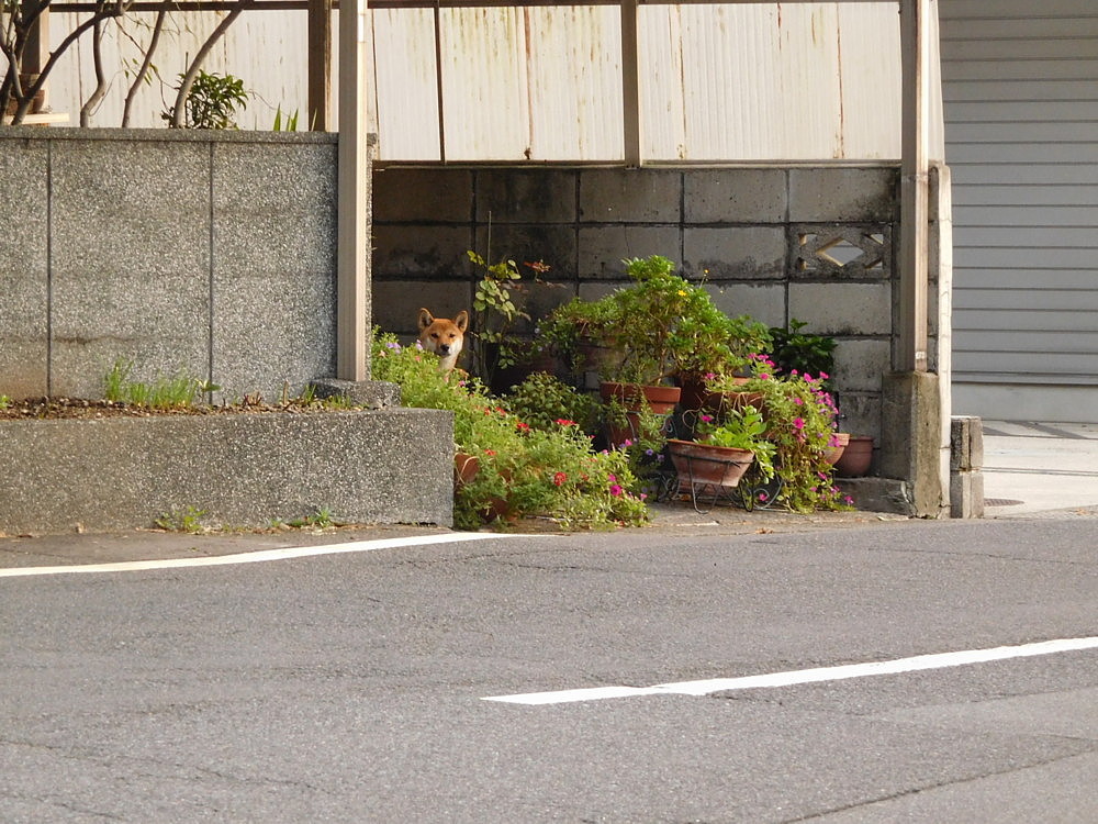 b0088173_16133236.jpg