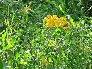 e0130185_20371078.jpg
