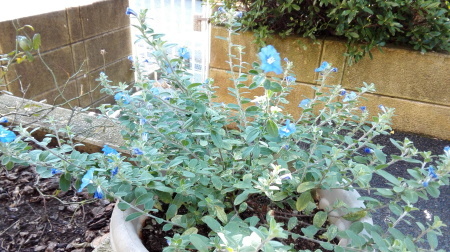 b0091187_22532833.jpg